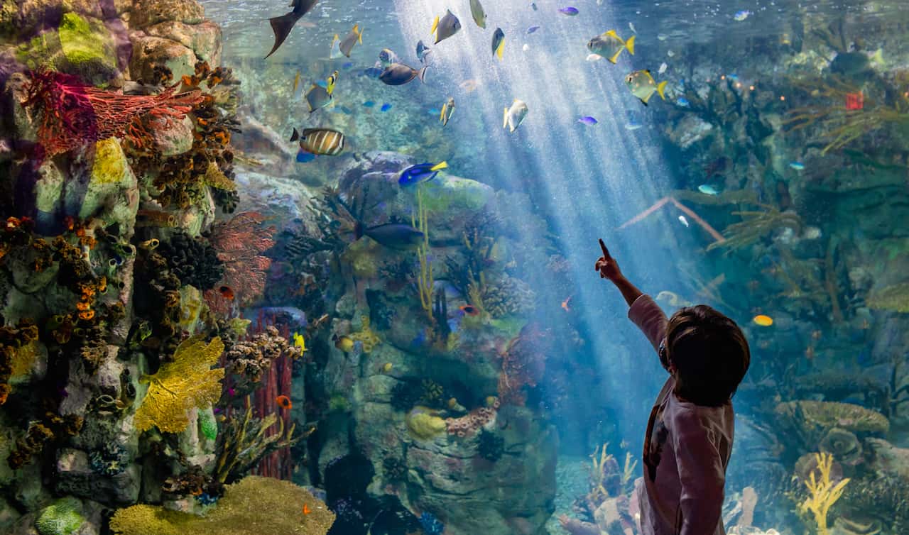 San Diego, CityPASS® Ahorre hasta un 48% en atracciones imperdibles - Hizvo