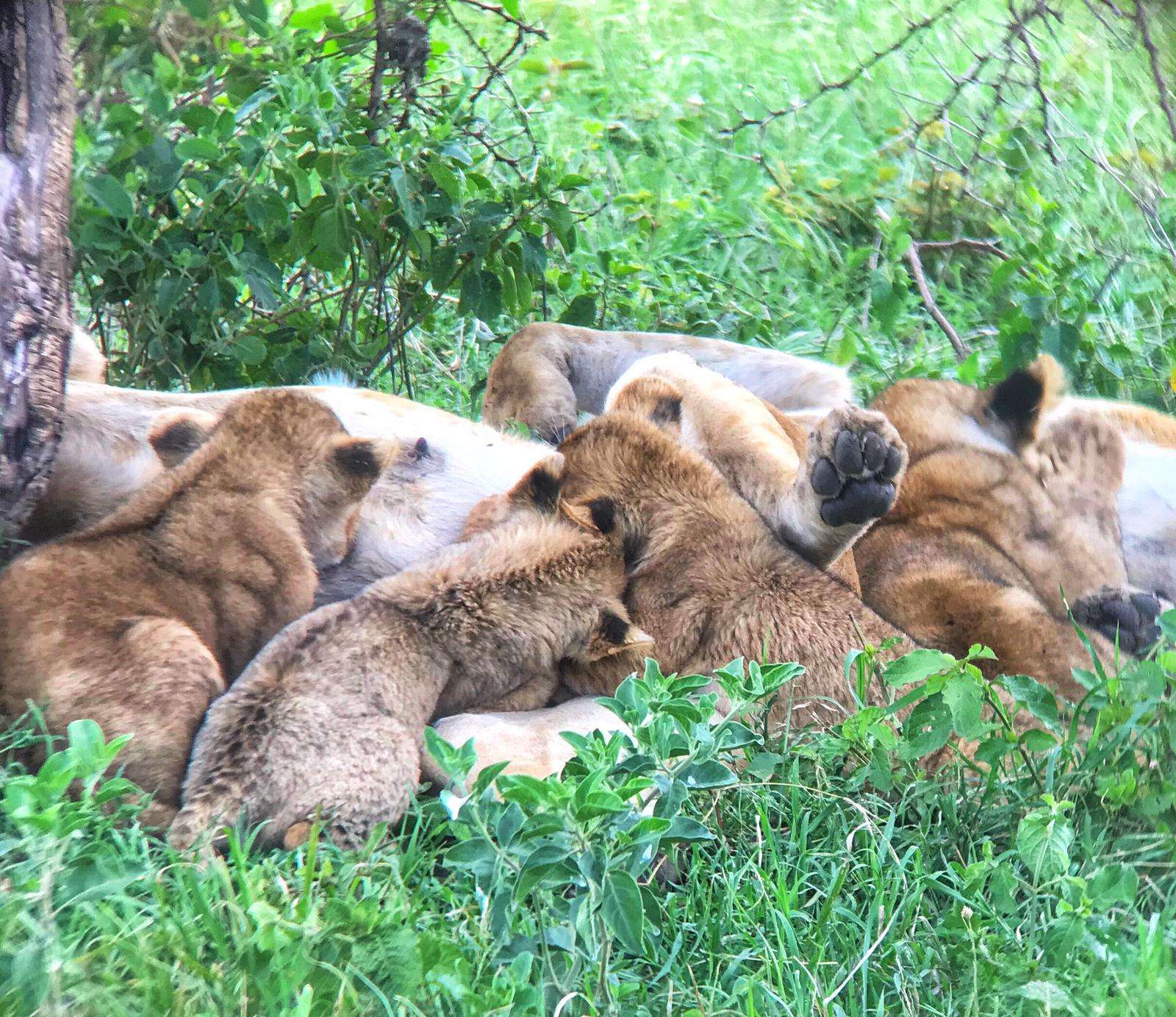Nairobi, Ulusal Park Av Sürüşü ve Boncuk Merkezi Turu - Hizvo