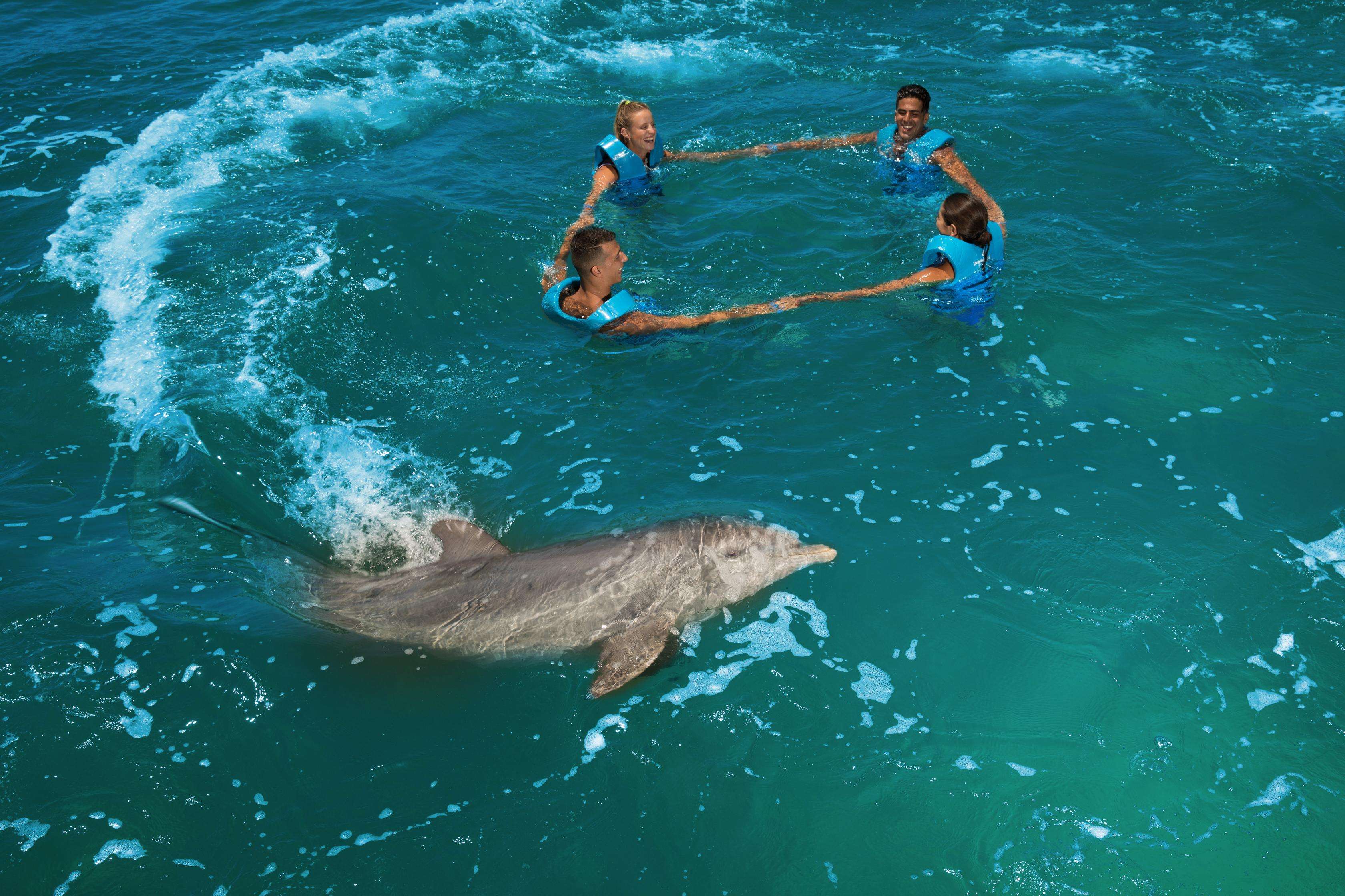 Costa Mujeres, nager avec les dauphins - Hizvo