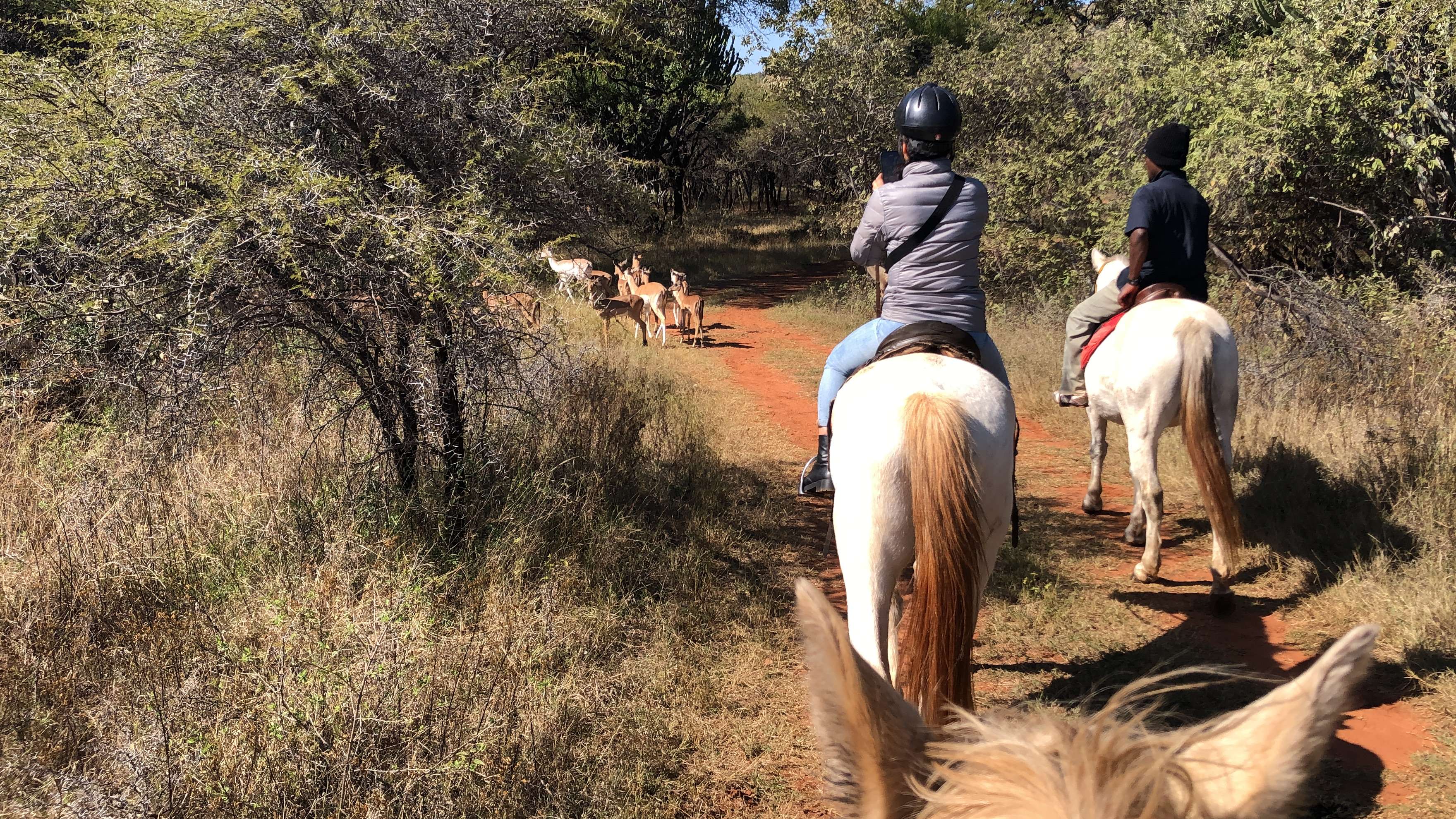 Vanuit Johannesburg: paardrijsafari en kabelbaantocht - Hizvo