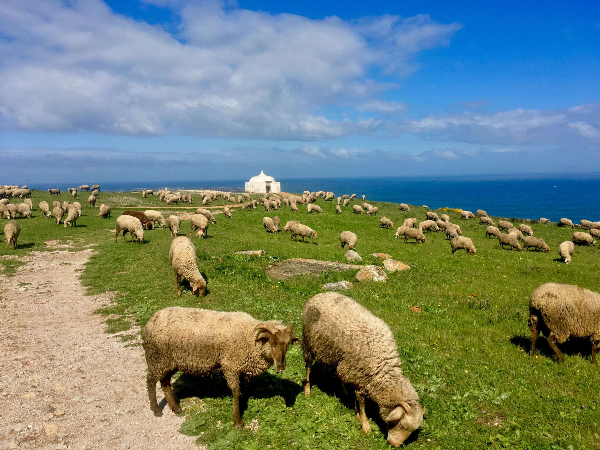 Privater Spaziergang mit Dinosauriern, Secret Wild Coast in der Nähe von Lissabon - Hizvo