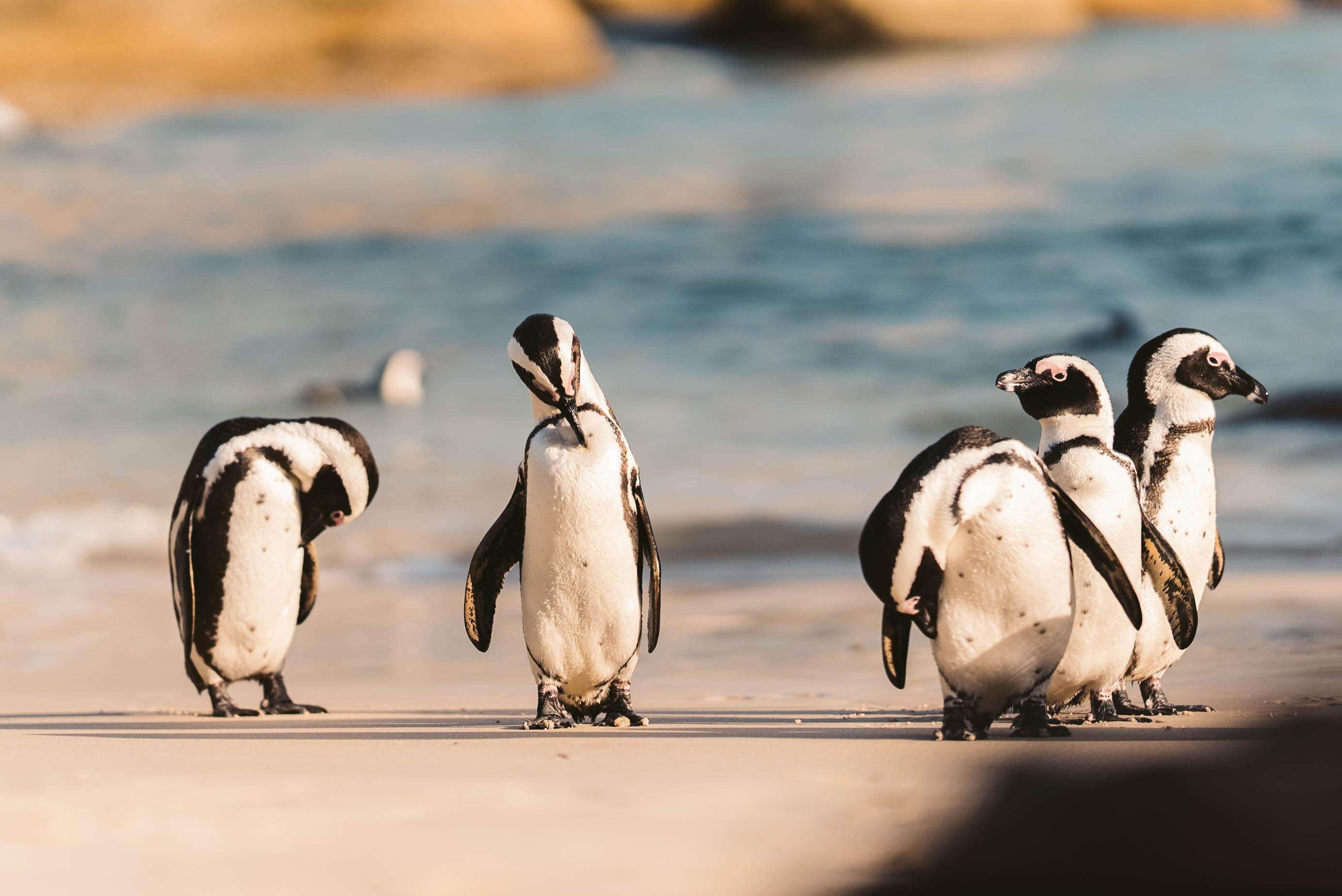 Van Kaapstad, Kaap Agulhas, pinguïns, wijnproeverij - Hizvo