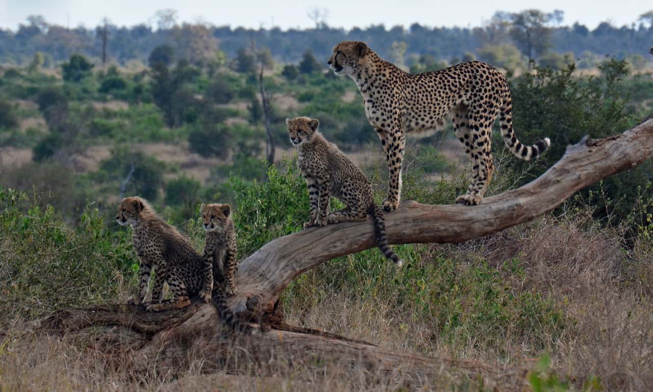 Vanuit Johannesburg, A.V.D Cheetah Centre halve dagtour - Hizvo