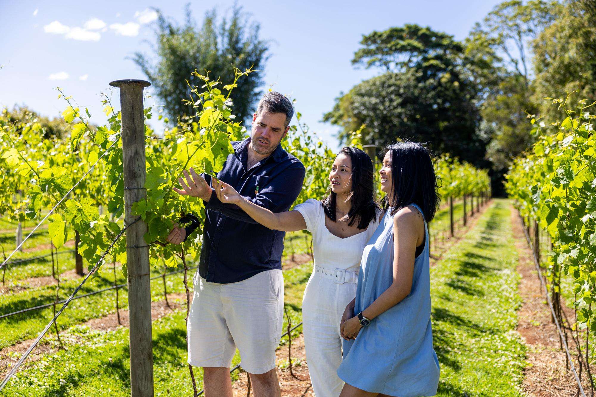 Brisbane, tour di degustazione di vini hop on hop off del Monte Tamborine - Hizvo