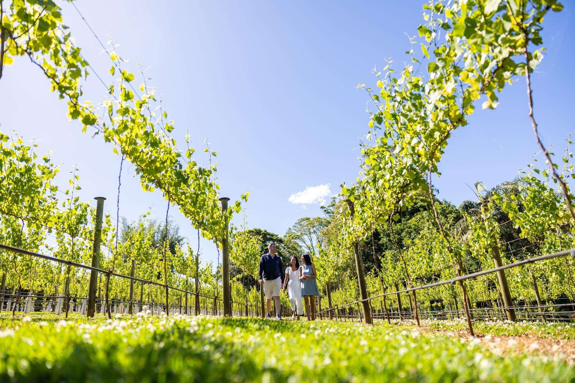 Brisbane, tour di degustazione di vini hop on hop off del Monte Tamborine - Hizvo