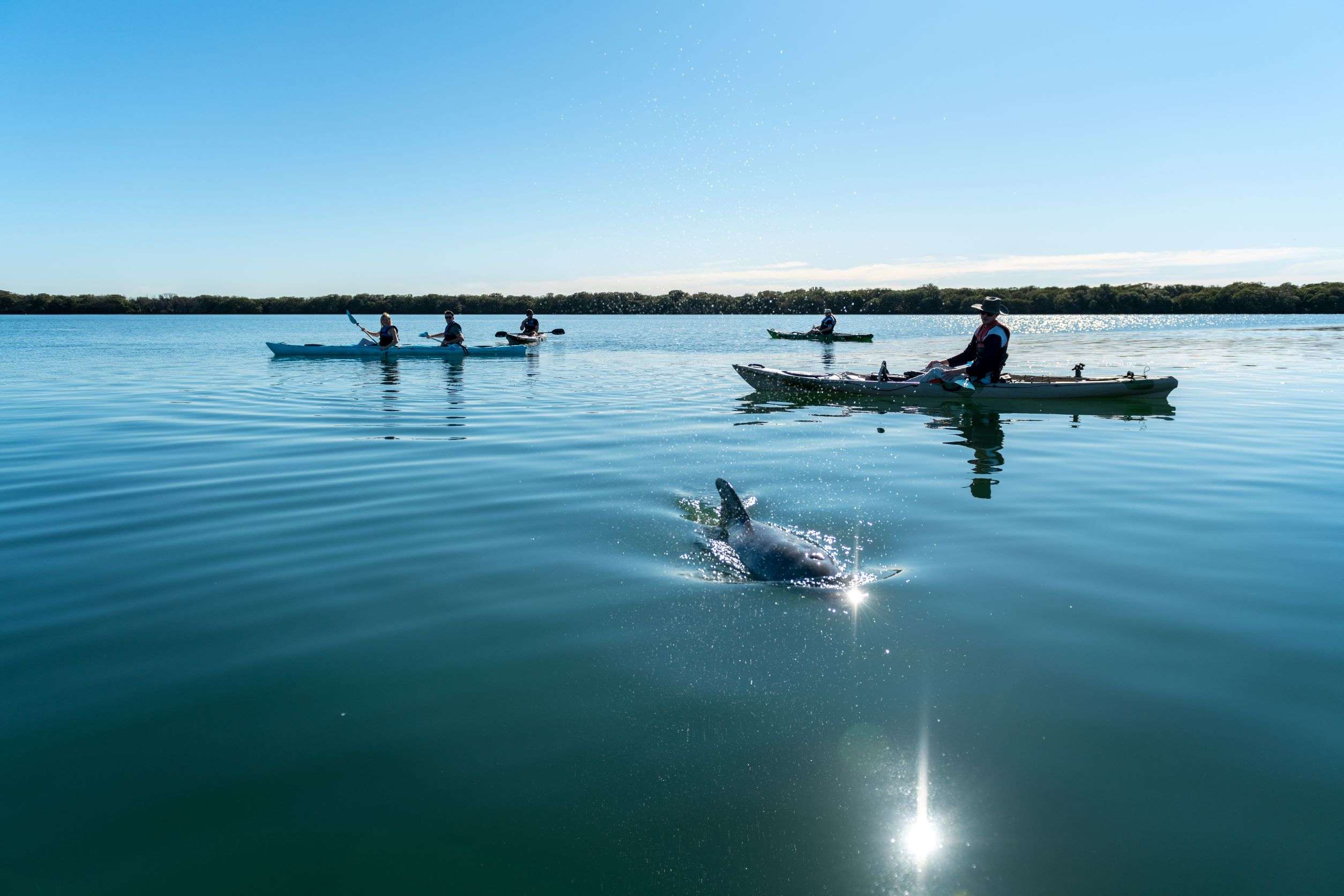 Adelaide, passeio de caiaque ecológico no santuário dos golfinhos - Hizvo