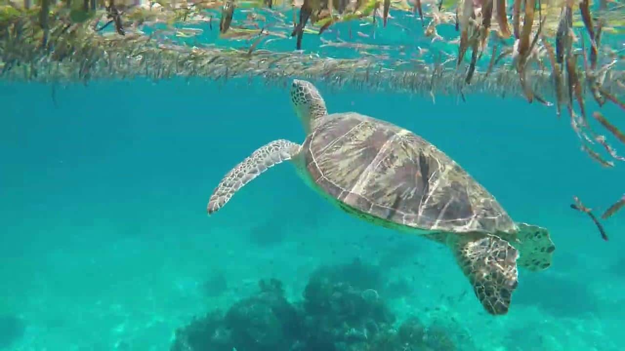 Bohol Island Hopping Tour (Privattour) - Hizvo