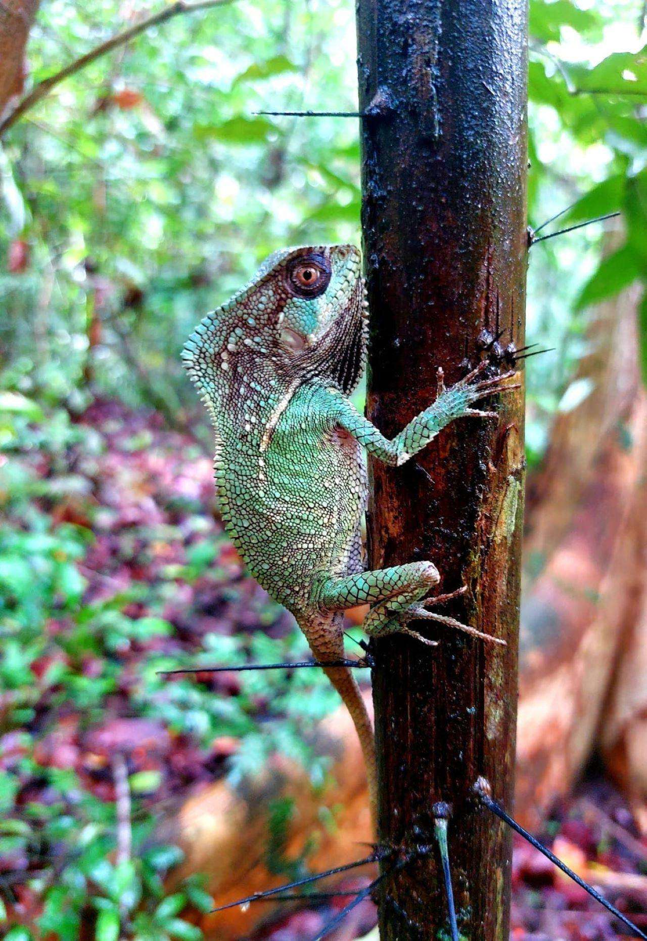 Führung durch den Manuel Antonio Park – Eintrittskarte inklusive - Hizvo
