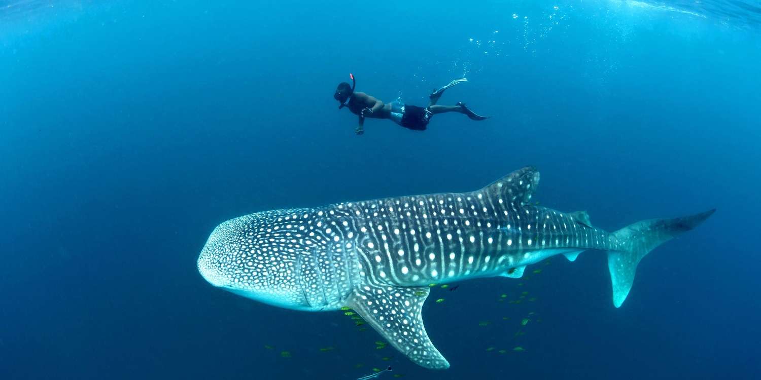 Las mejores 10 horas en la isla de Mbudya desde Dar es Salaam - Hizvo