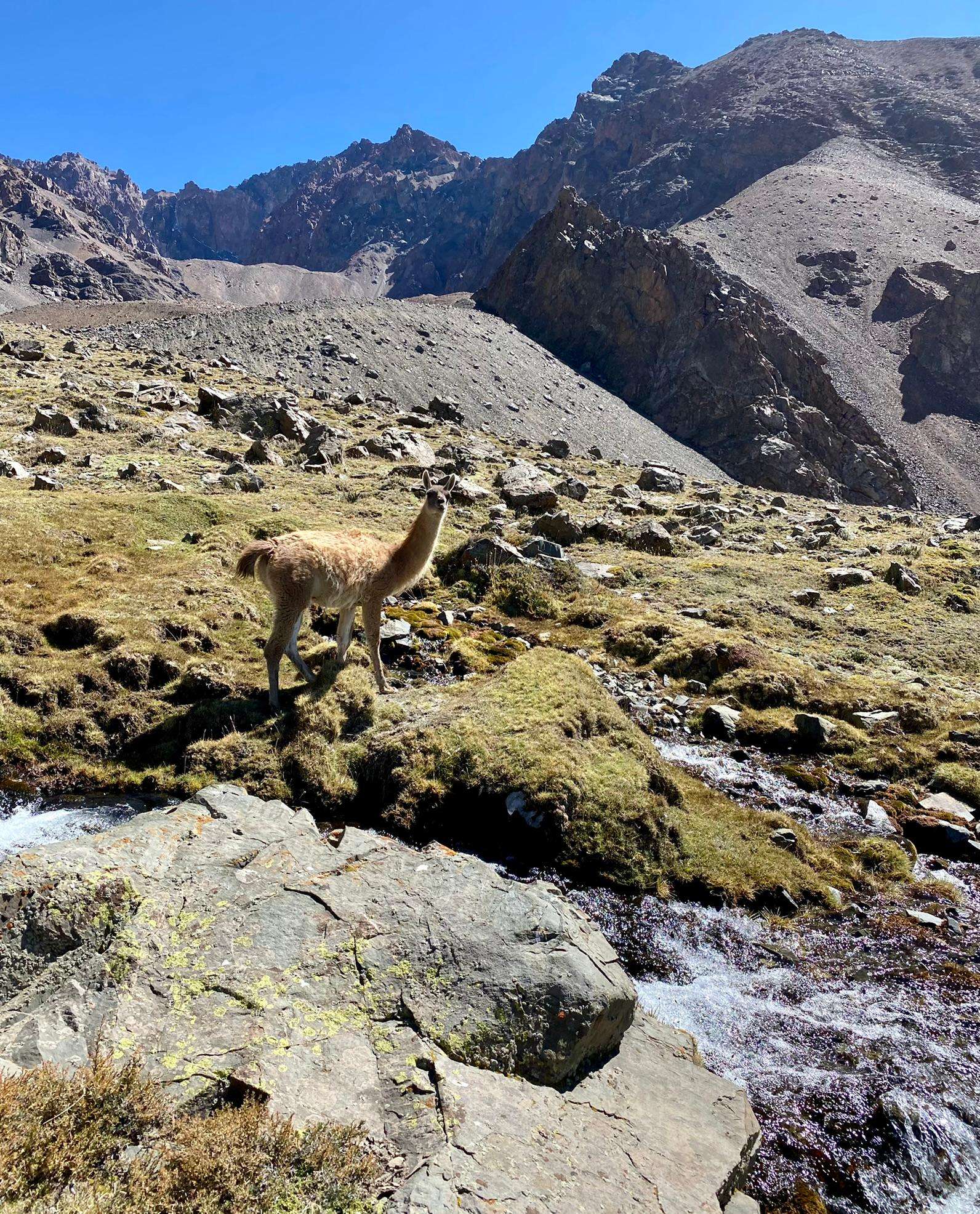 Cordon del Plata, Trekking zum Cerro Lomas Blancas 3600 m.ü.M - Hizvo