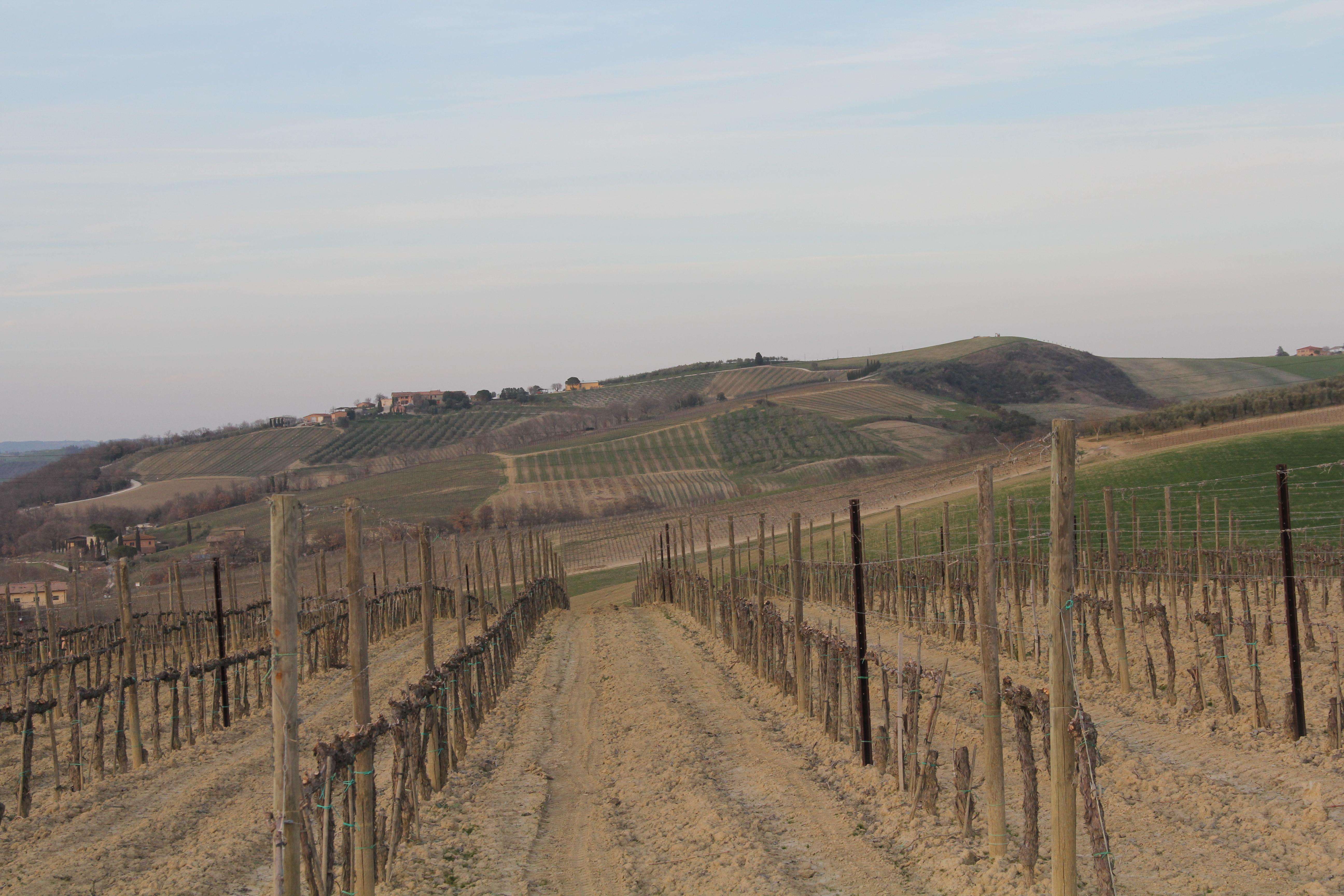 Degustazione di Brunello di Montalcino con tour dei vigneti e della cantina - Hizvo