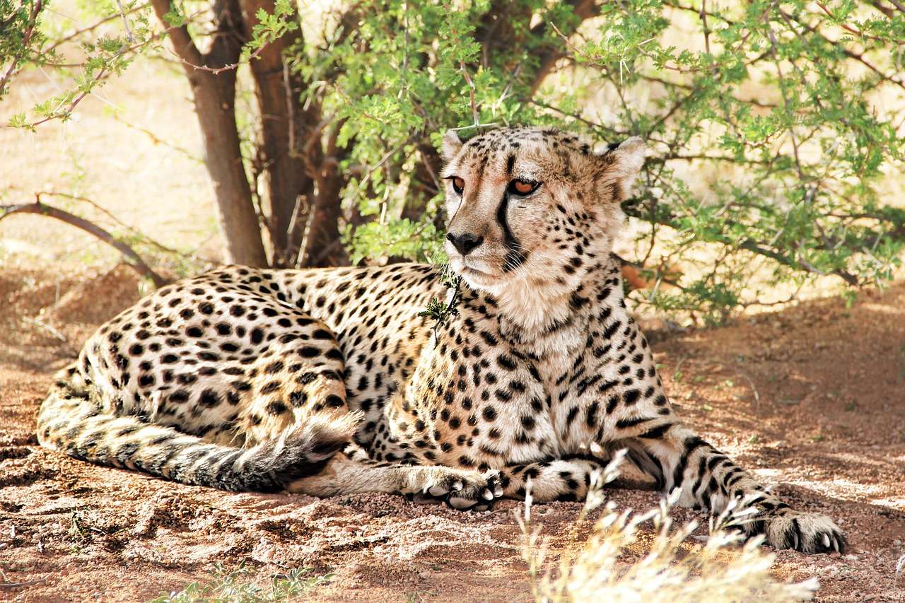 Vanuit Johannesburg, A.V.D Cheetah Centre halve dagtour - Hizvo