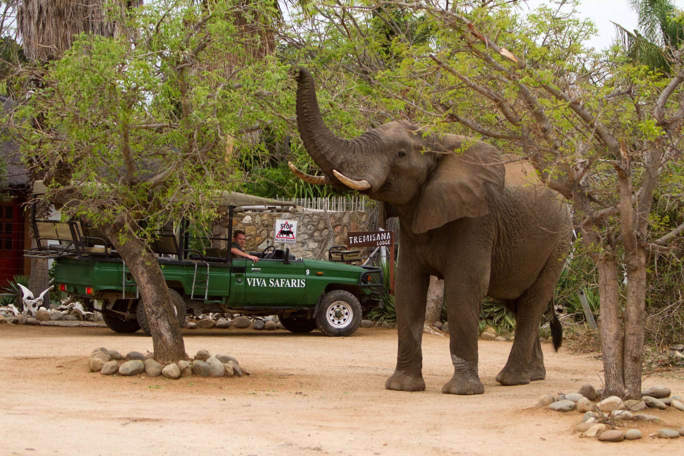 Safari di 4 giorni al Kruger National Park e al Blyde River Canyon - Hizvo