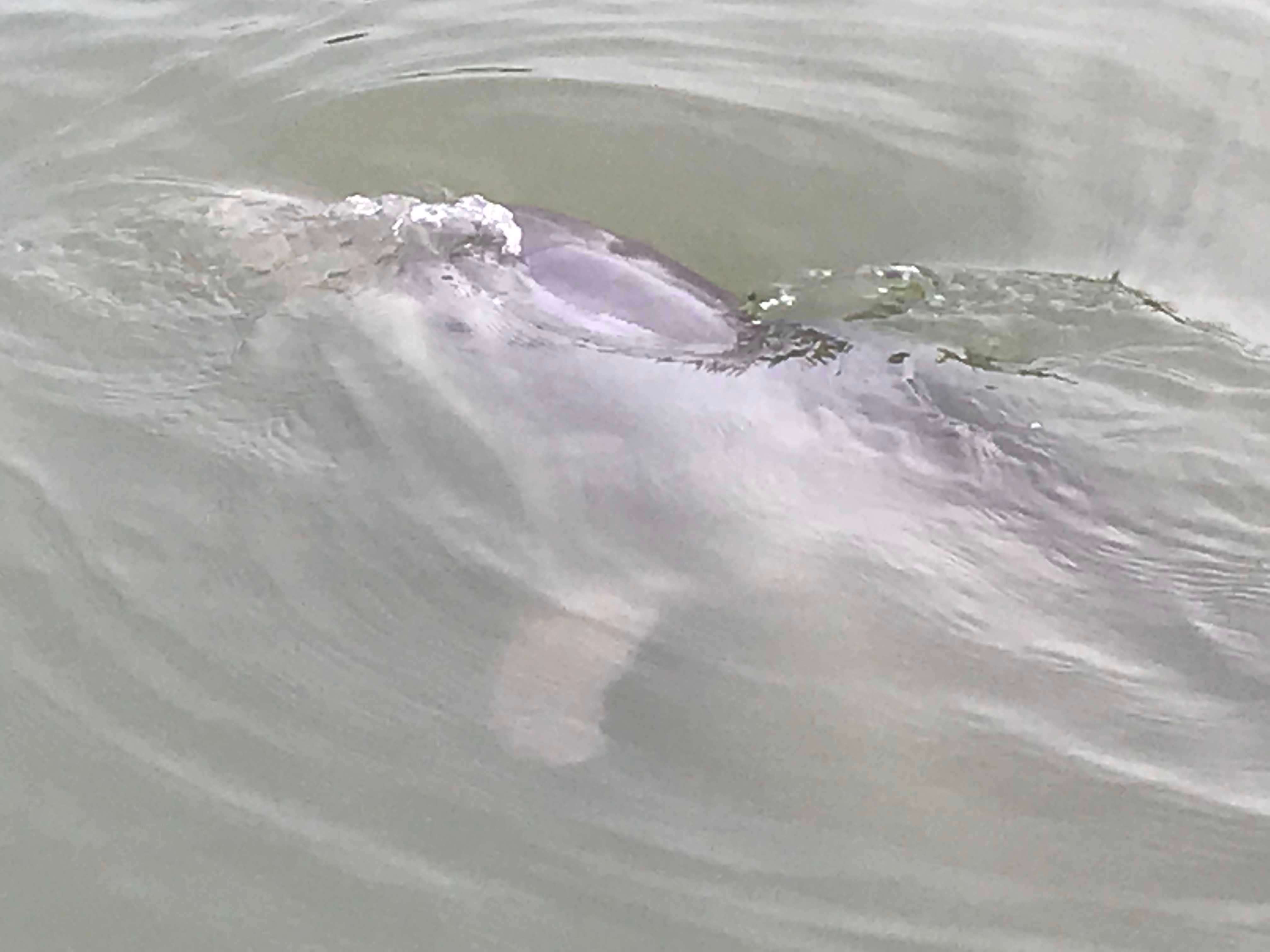 Hilton Head Island, tour guidato di 2 ore del Creek Cat - Hizvo