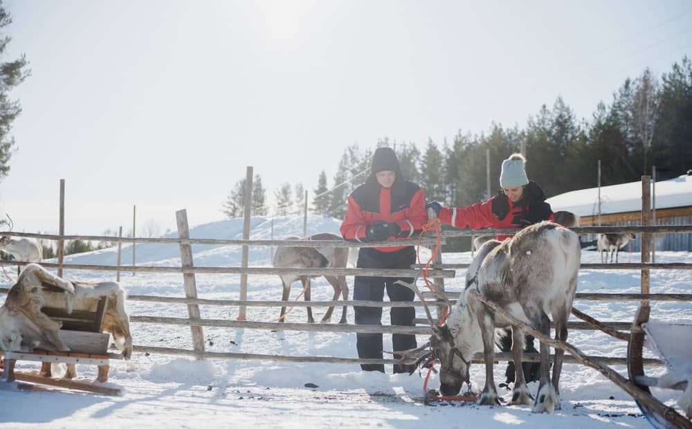 A person in a red jacket standing with a reindeer in a snowy fenced enclosure