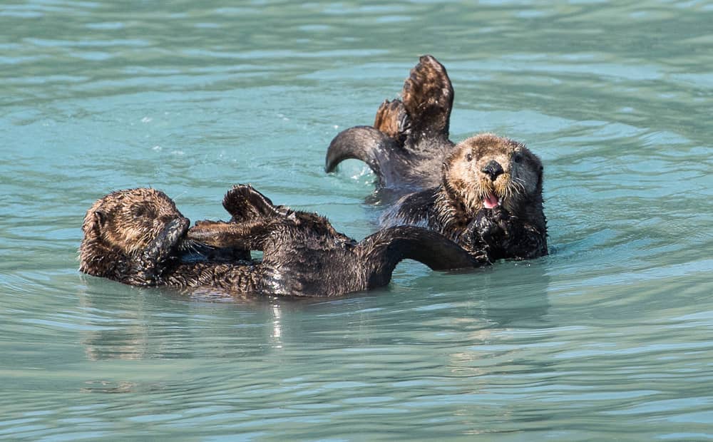 Half-Day Resurrection Bay Wildlife Cruise