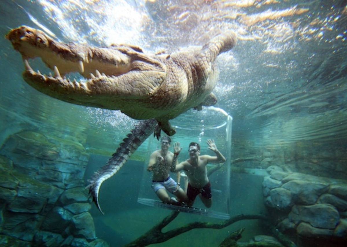 A big saltwater crocodile swims over the clear cage with two men inside