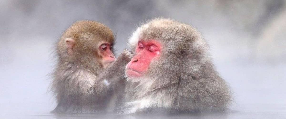 Two Japanese macaques face to face in the steaming pool, the younger one grooming the older