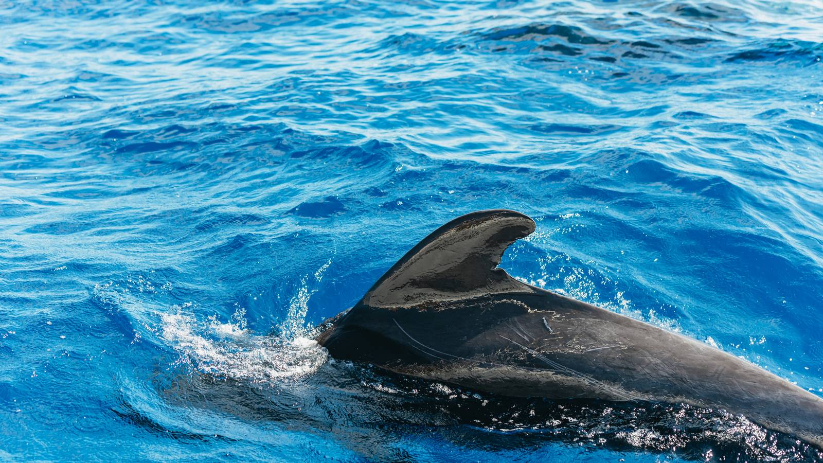 Glossy back and dorsal fin of a short-finned pilot whale in deep blue water