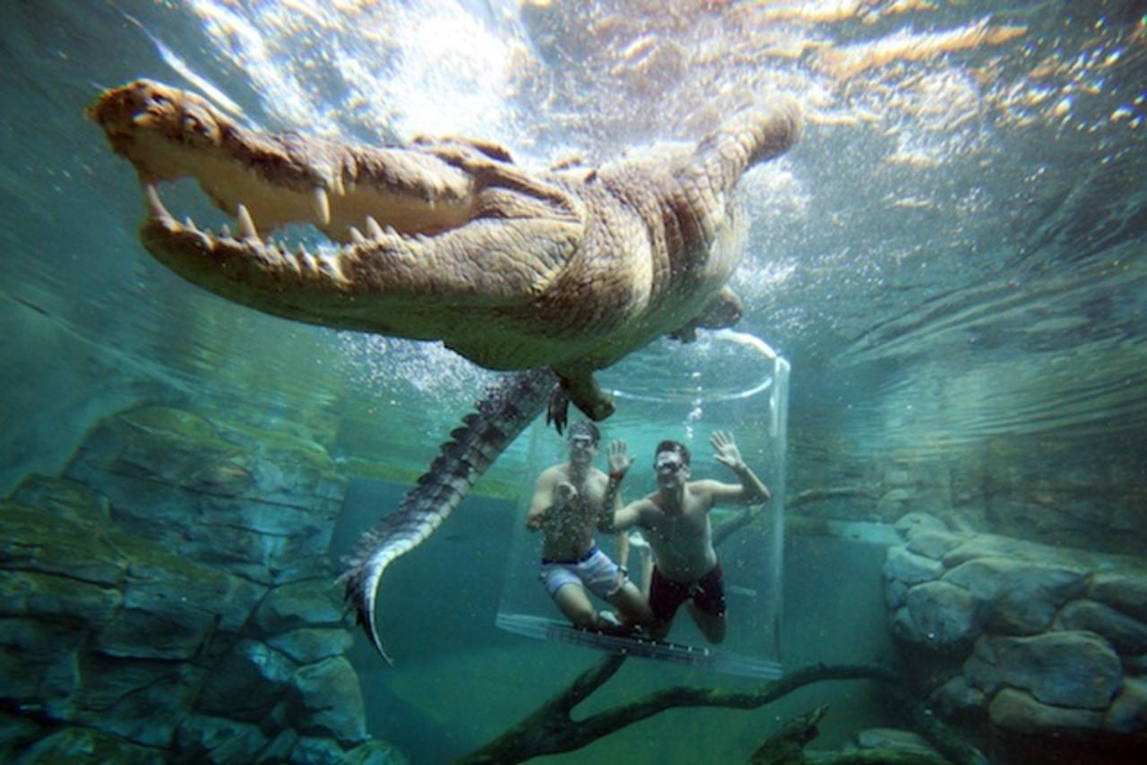 A big saltwater crocodile swims over the clear cage with two men inside