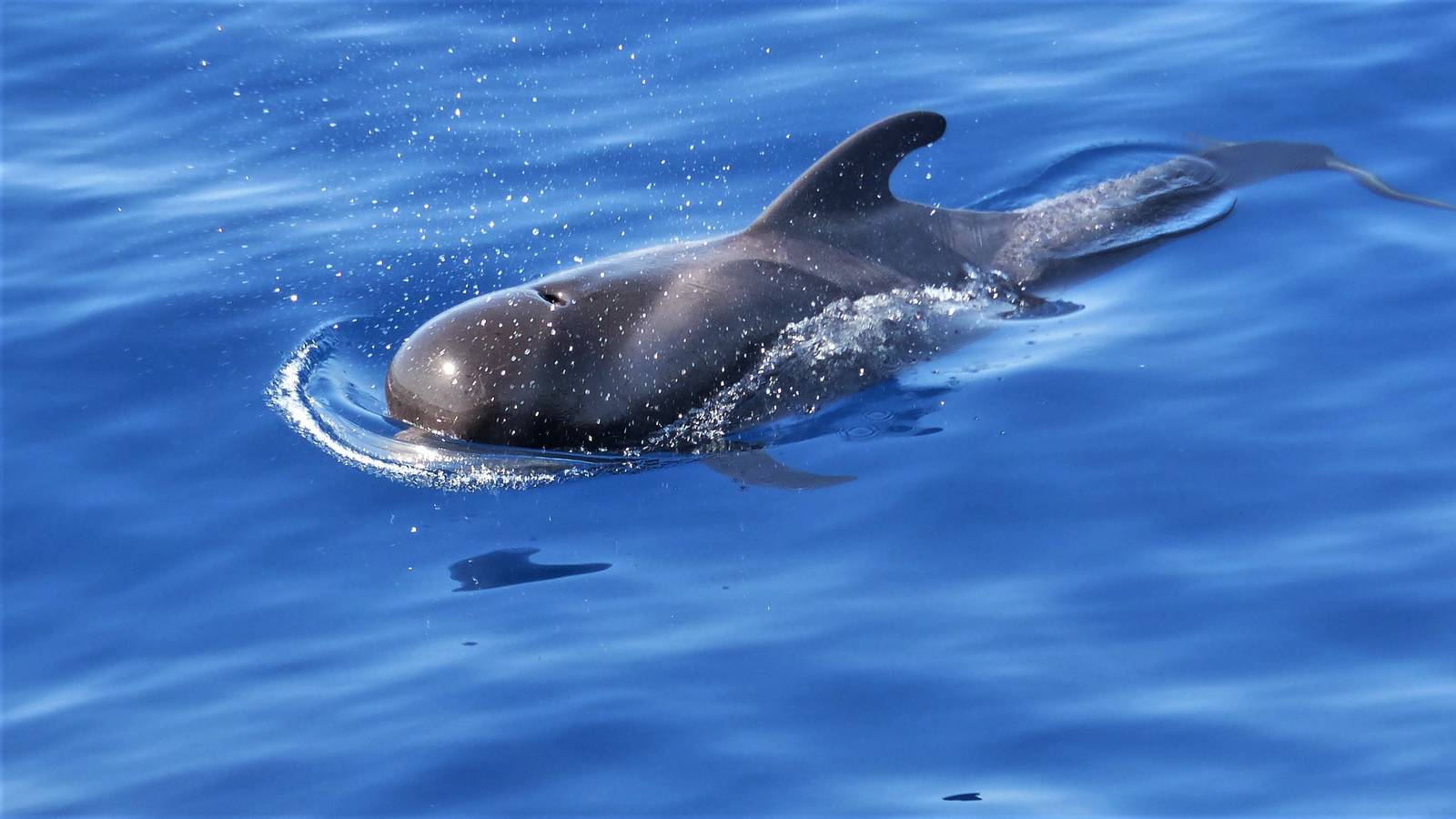 Mother pilot whale with calf at the surface, close, clear water
