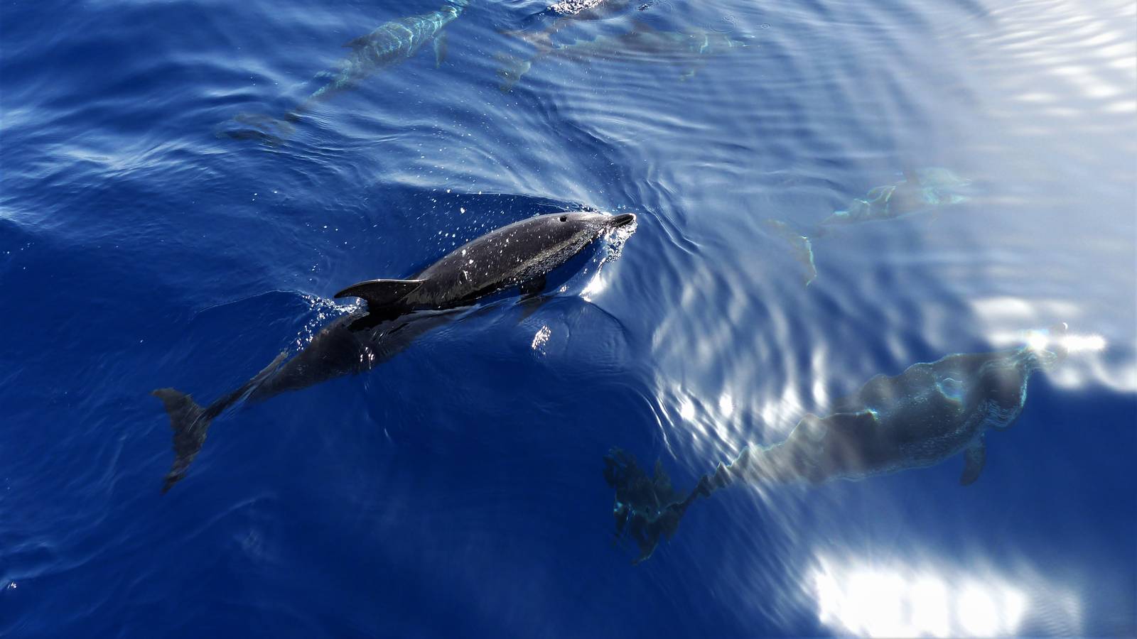 Two dolphins swimming just under the surface, streaks of light, from above