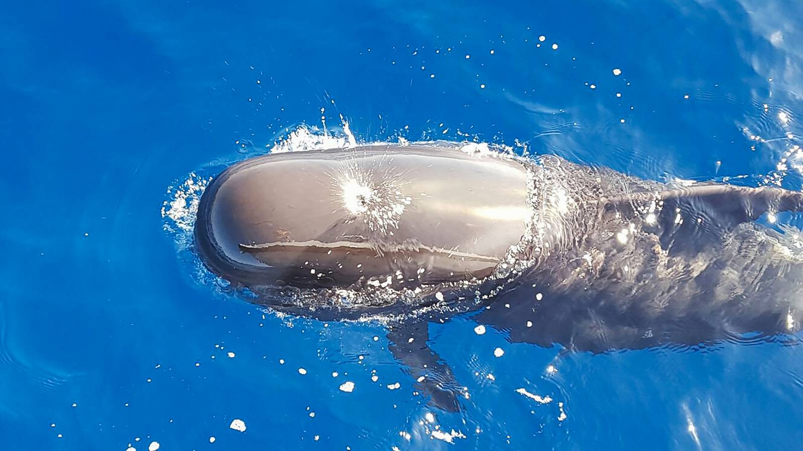 Pilot whale from above, whole body visible just under surface, mottled grey-brown skin