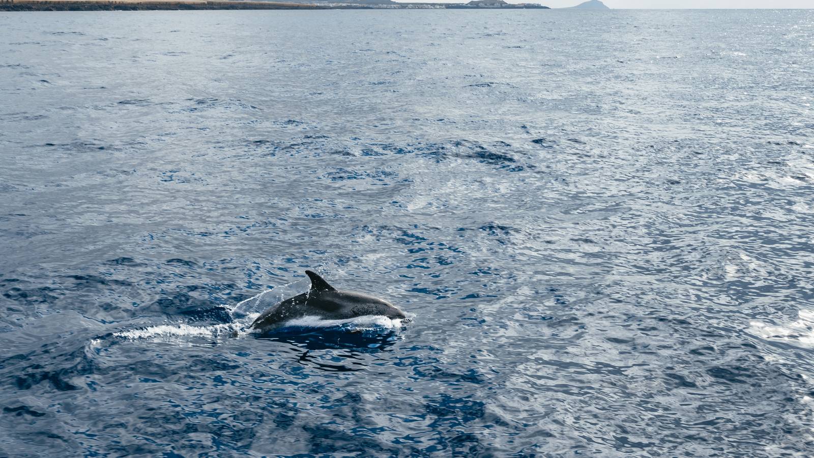 Dolphin leaping in front of the south coast with hills, wide sea