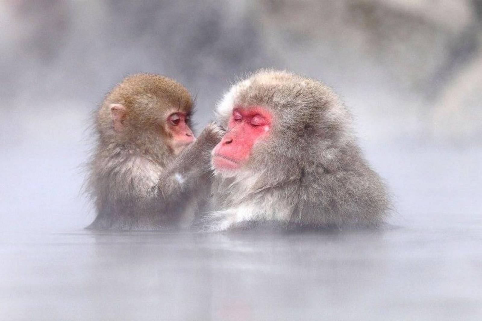 Two Japanese macaques face to face in the steaming pool, the younger one grooming the older