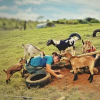 Play with Baby Farm Animals & Microdairy Immersion