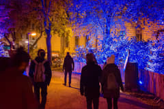 Trees lit in blue