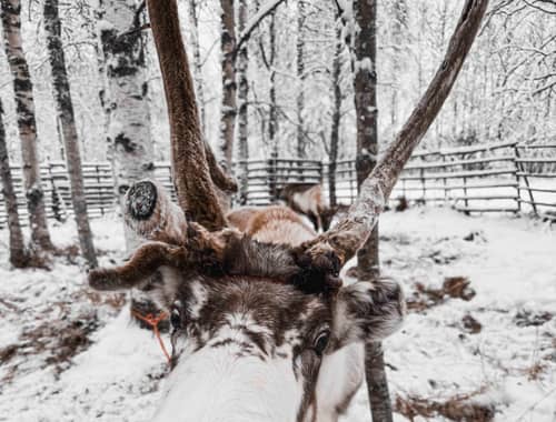 A reindeer lying down in deep snow among birch trees