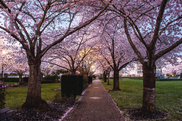 A path under cherry trees in full blossom