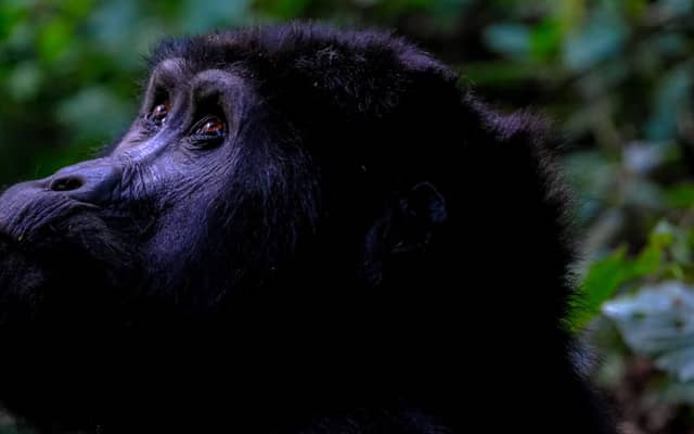 6 Days Gorilla & Wildlife Safari Tour