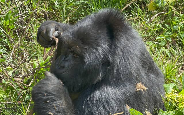 1 Day Uganda Gorilla Tracking Trip, Mgahinga Gorilla NP
