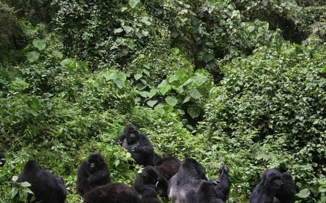 From Kigali: 1-Day Gorilla Tracking Tour in Uganda