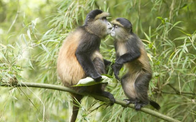 Rwenzori Mt.hike, Chimps trekking & game drive gorrilla