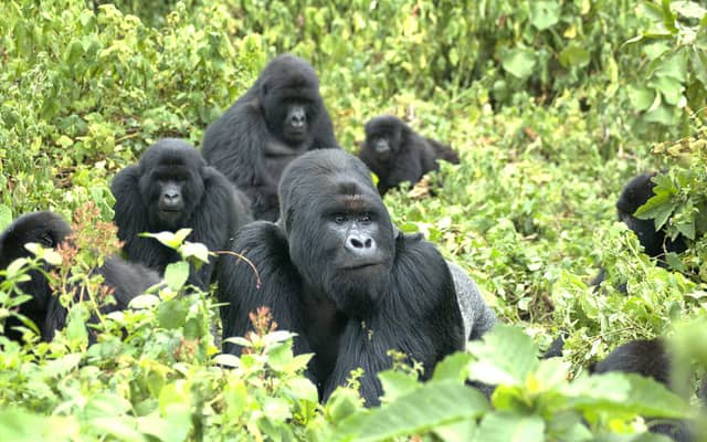 2-Day Gorilla Trekking in Uganda (Bwindi N.P)