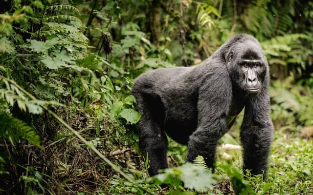 Uganda: 2-Day Gorilla Trekking at Bwindi Impenetrable Park