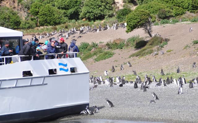 Ushuaia: Penguin Watching Tour by Catamaran — photo from the GetYourGuide listing