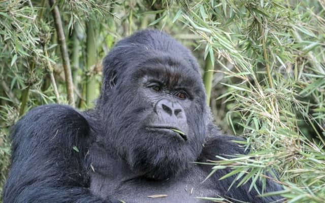 From Kigali: 1-Day Gorilla Trekking in Uganda