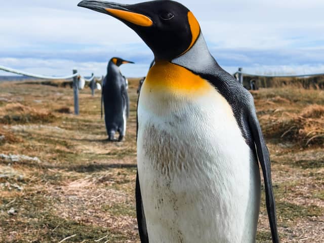 King penguin head and chest, tight portrait