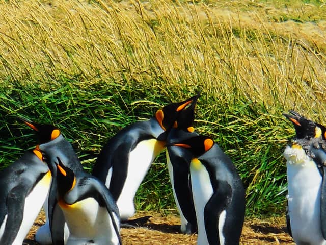 King penguins close together in grass