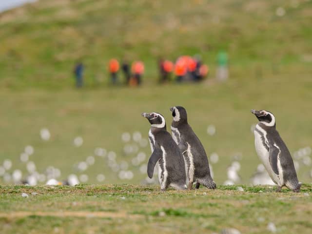 Pingüinos sobre pasto verde, con un grupo del tour de chalecos naranja muy atrás