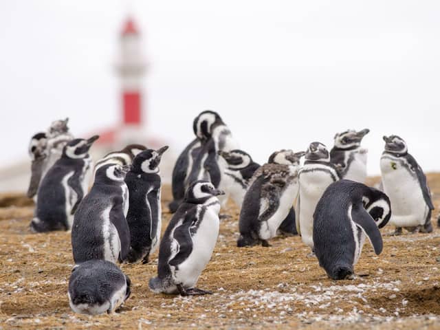 Pingüinos de Magallanes en la isla Magdalena, la colonia abierta que se visita en lugar de Seno Otway