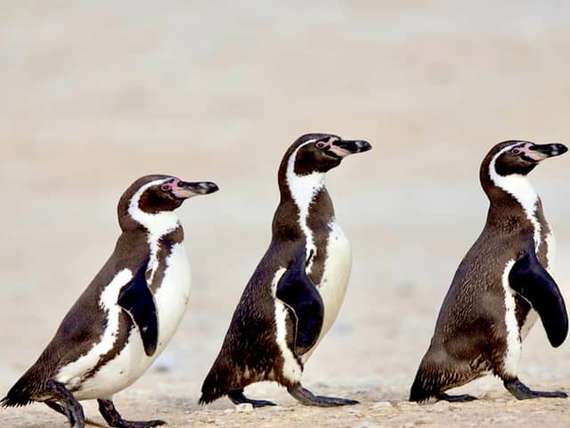 Three Humboldt penguins on sand