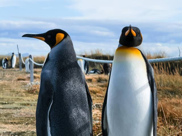 Two king penguins close to a rope fence