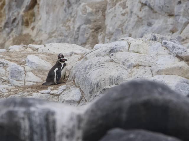 Pingüino de Humboldt sobre una roca blanca