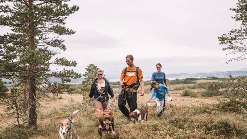 Grupo paseando huskies con correa por un brezal de pinos, cielo gris de verano