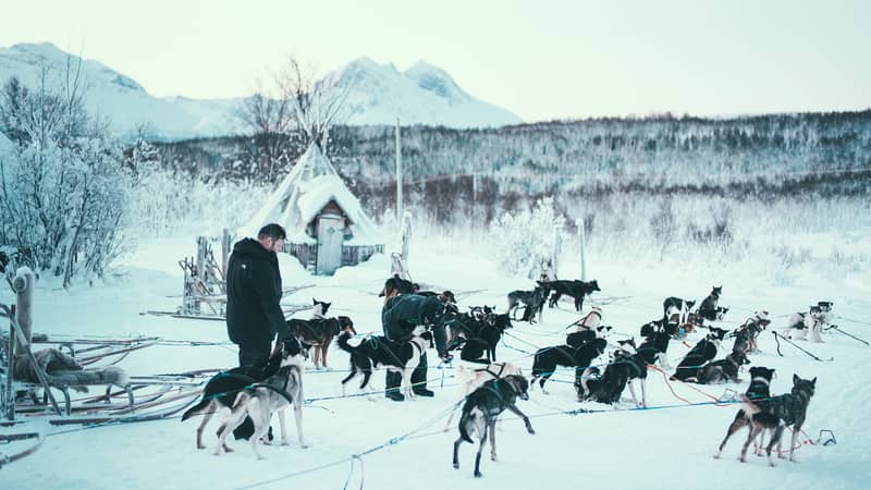 Kennel yard: dozens of huskies on the snow, a lavvo tent and white mountains behind